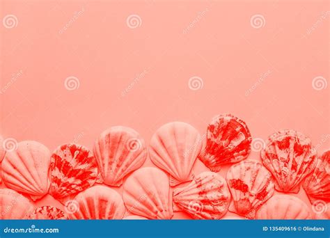 Afbeeldingsresultaten voor Round Sea Shells