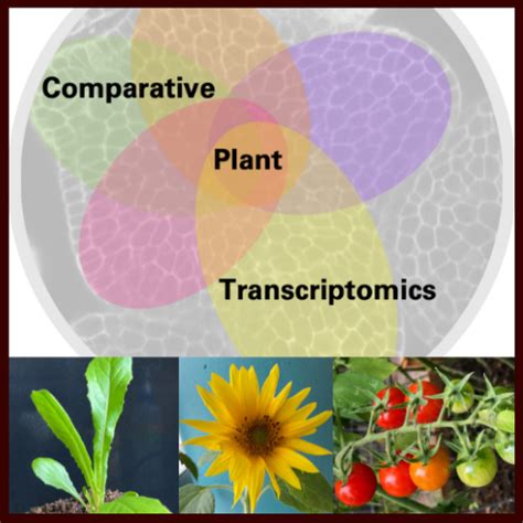 Image result for Plant Transcriptomics