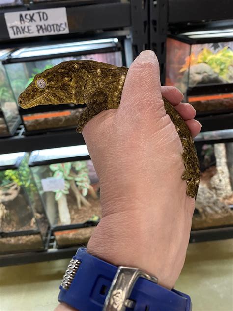 Toradh íomhá ar Python Always Have Been Meme