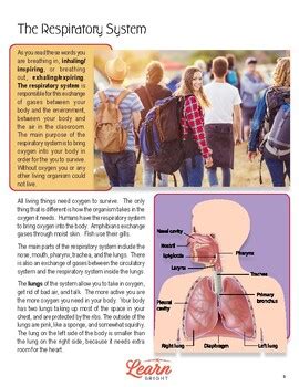 Image result for Lesson Plan Investigating Respiratory System