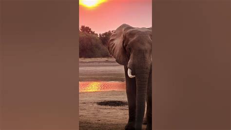 Elephant Rumble Song Sound Effect に対する画像結果