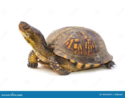 Résultat d’images pour Box Turtle Side View