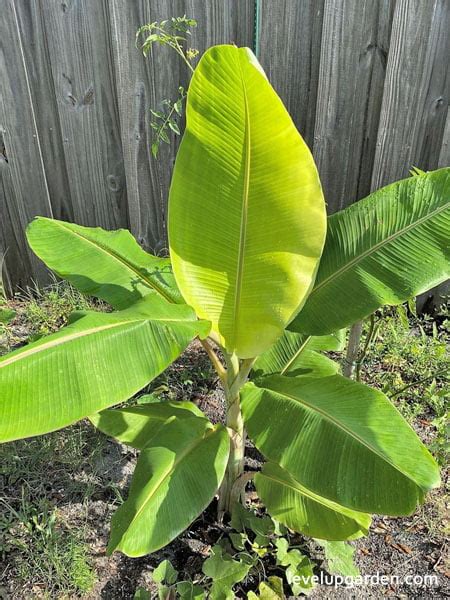 Toradh íomhá ar Blue Java Banana Tree
