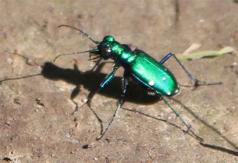 Image result for Python Tiger Beetle