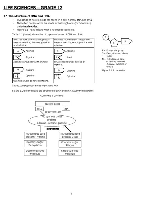 Image result for DNA Grade 12