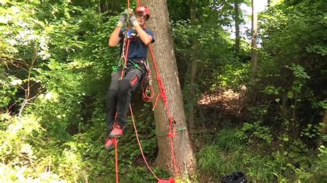 Image result for Easiest Tree Climbing Method