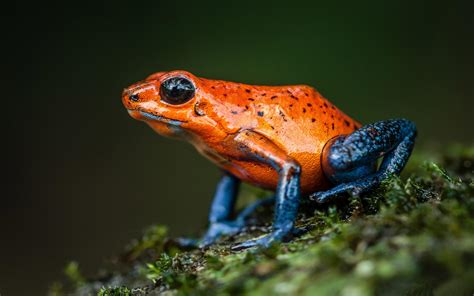 Image result for Poison Dart Frog Front View