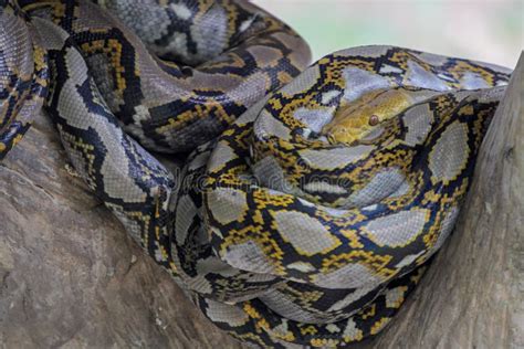 Image result for Big Body Python