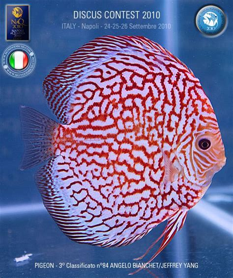 Freshwater Discus Fish に対する画像結果