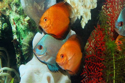 Freshwater Discus Fish に対する画像結果