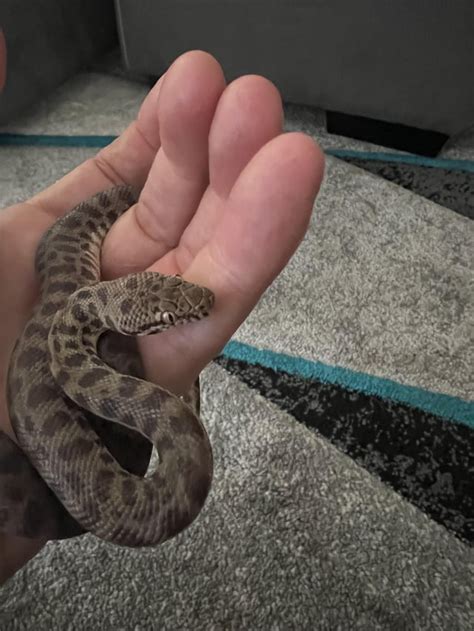 Image result for Stimson Python Adaptations