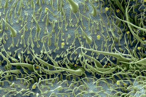 Image result for Everyday Objects Under Microscope