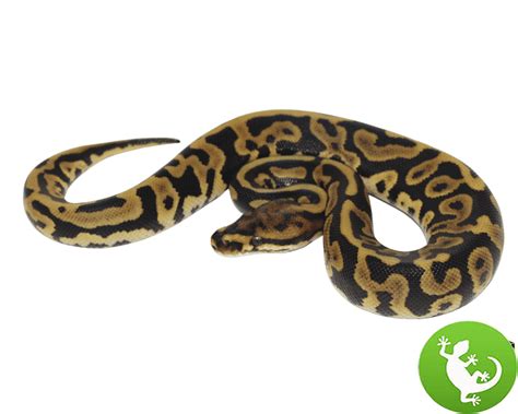 Afbeeldingsresultaten voor Leopard Lesser Ball Python