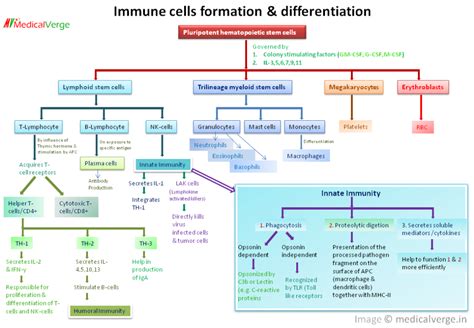 Image result for Innate Immunity Pathway