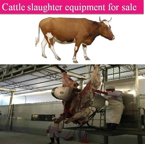 Image result for Slaughter Beef Cows