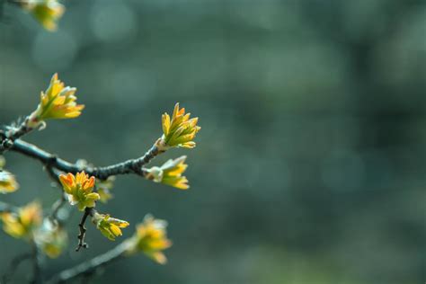 Image result for Spring Wallpaper Simple