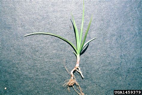 Toradh íomhá ar Yellow Nutsedge Roots