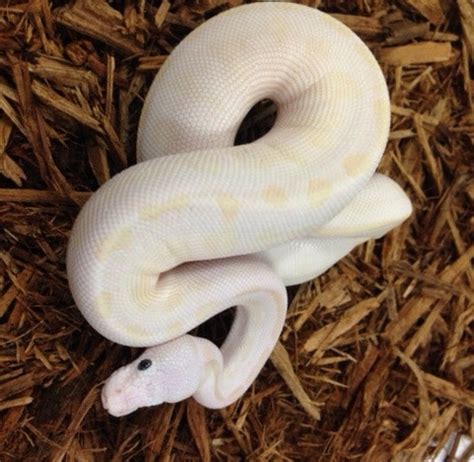 Special Lesser Ball Python に対する画像結果