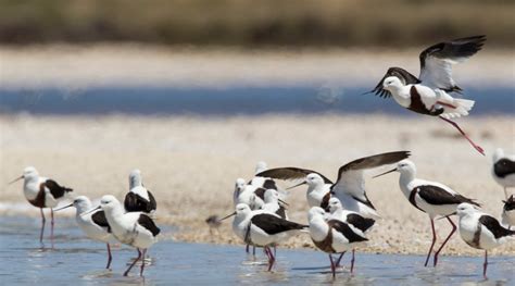 Image result for Stilt Parking Icon