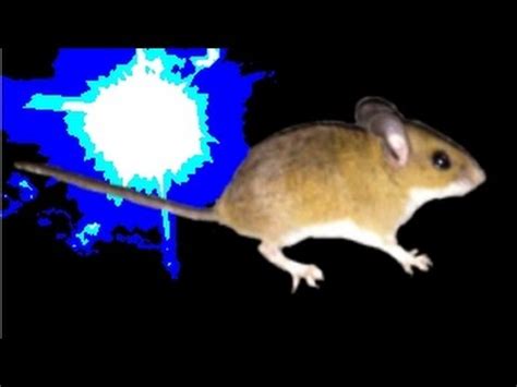 Image result for Mouse Running Around