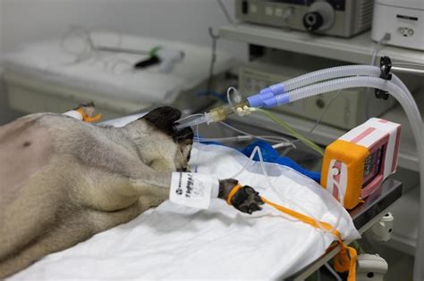 Image result for Dog On Operating Table