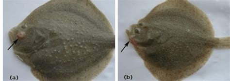 Image result for Exopthalmia