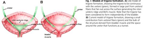 Image result for Trigone of Bladder Function