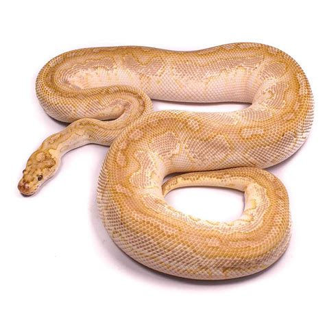 Banana Butter Lesser Ball Python に対する画像結果