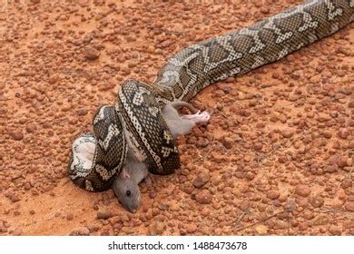 Image result for Python Feeding On Large Animal
