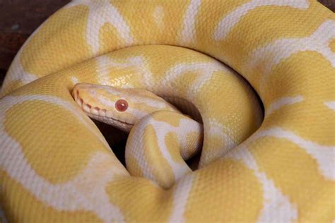 Banan Butter Python に対する画像結果