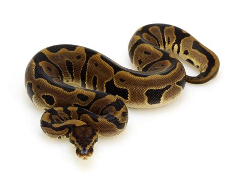 Image result for Ball Python Leopard