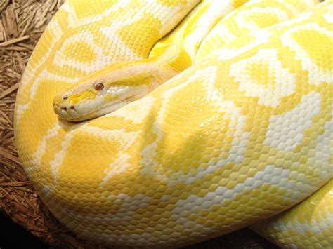 Image result for Burmese Python Characteristics