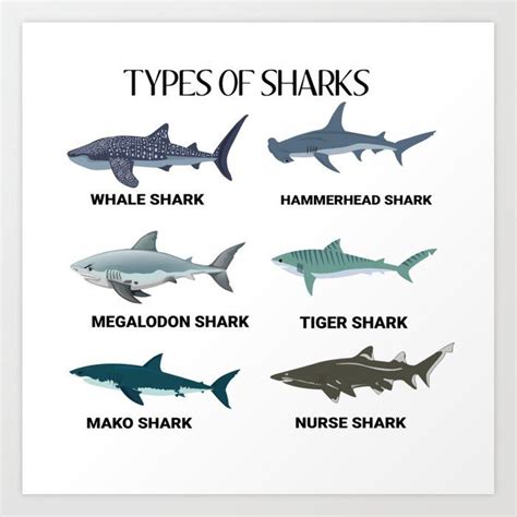 Image result for Different Types of Sharks