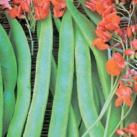 Afbeeldingsresultaten voor Lady Di Runner Beans