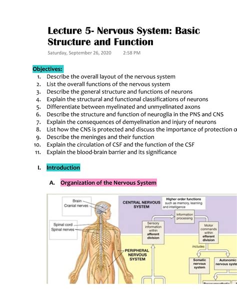 Image result for Nervous System Structure and Function