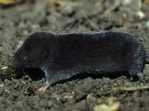 Résultat d’images pour What Does a Shrew Look Like