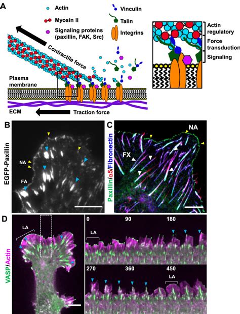 Image result for Focal Adhesion Super Resolution