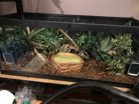 Extravagant Ball Python Enclosure に対する画像結果