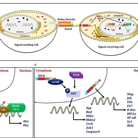 Image result for Notch Receptor-Based Signaling