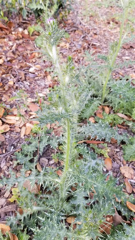 Image result for Evolutionary Steps