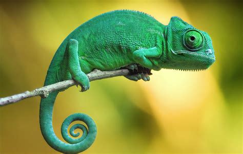 Toradh íomhá ar Program Iz Account Sign In