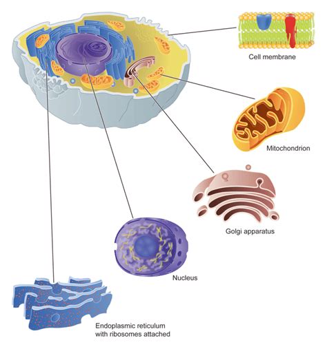 Cell Part Chart に対する画像結果
