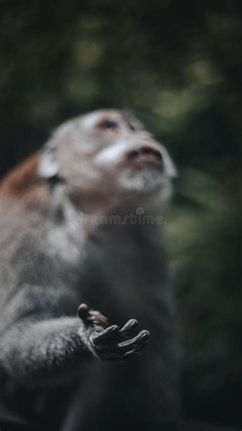 Image result for Monkey Point Up