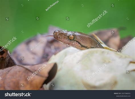 Image result for Baby Reticulated Python