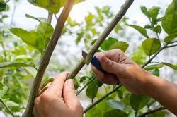 Image result for CD-R Grafting