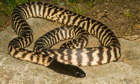 Image result for Brown-headed Python