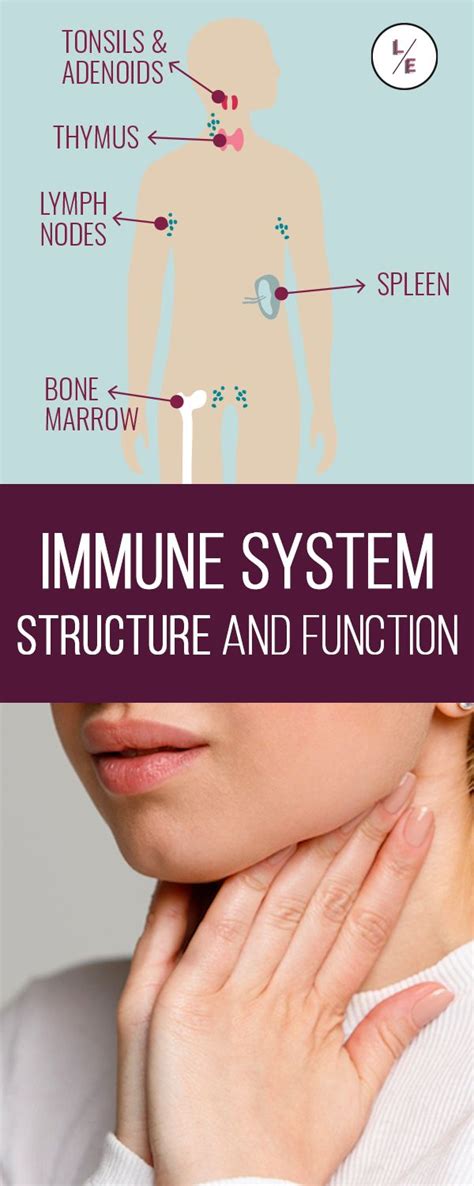 Image result for Immune System Structure