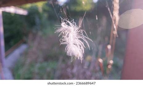 Image result for Exploding Bird Feathers
