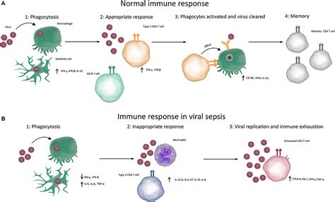 Image result for Immune System Virus