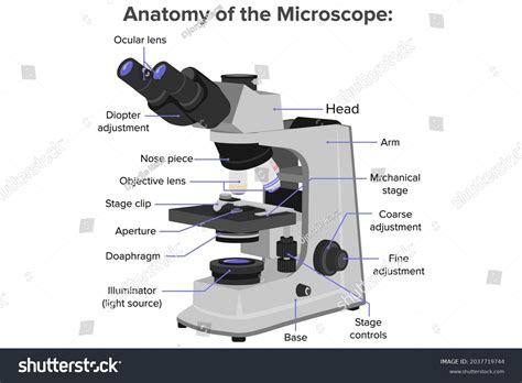 Image result for First Microscope Anatomy